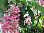 Medinilla magnifica