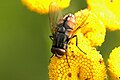 Musca autumnalis Macho