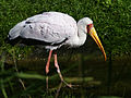 Yellow-billed stork