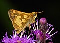 Peck's Skipper