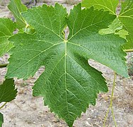 Feuille de syrah, au sinus pétiolaire en lyre, assez fermé.