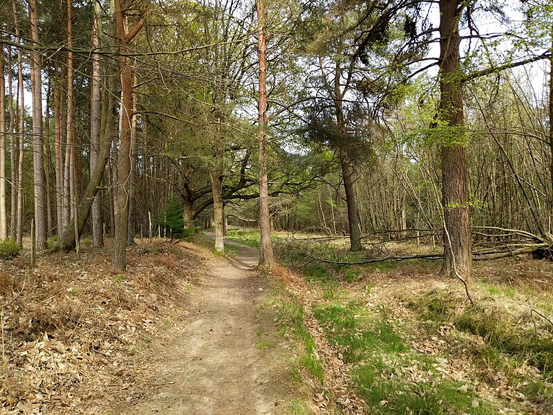 File:Bridleway towards Balcombe Road - geograph.org.uk - 6131327.jpg