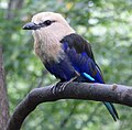 Coracias cyanogaster (cat.)