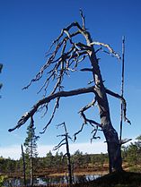 Arbre mort dans l'est de la Norvège