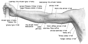 צידה הקדמי של היד הימנית