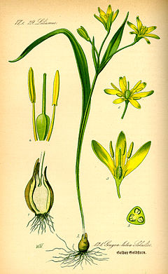 Paprastoji vištapienė (Gagea lutea)