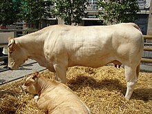 Photographie en couleurs d'une vache et de son veau.