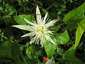 Passiflora capsularis