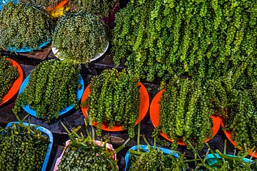 Fresh latô sold at a fish market in the Philippines