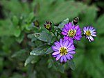 Aster ageratoides