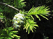 Pseudotsuga sinsensis var. sinensis.JPG