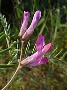 Vicia monantha