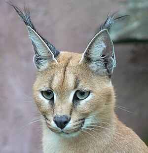 E Caracal