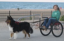 A Collie dog wearing a harness attached to a wheelchair being ridden by a young woman near a beach.