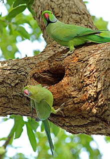 Male and female Rose-ringed parakeet at Vedanthangal, Tamil Nadu, India.