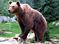 Brown bear (Ursus arctos)