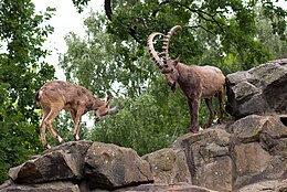 Sibīrijas kalnu kaza (Capra sibirica)