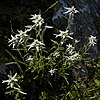 Edelweiss