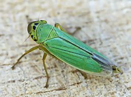 Žalioji cikadėlė (Cicadella viridis)