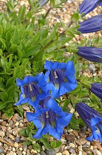 Gentiana acaulis