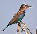 Coracias benghalensis (cat.)