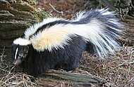 Stripeskunk (Mephitis mephitis)