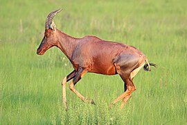 Parc national Queen Elizabeth, Ouganda (D. ugandae ?)