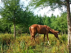 Cheval sauvage.