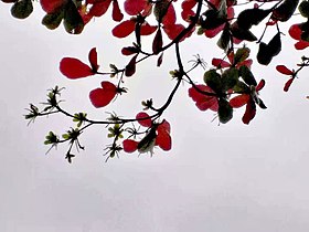 Terminalia catappa in winter