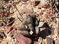 Adromischus triflorus