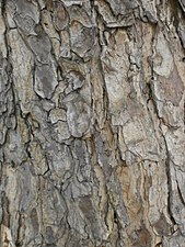 Mature bark