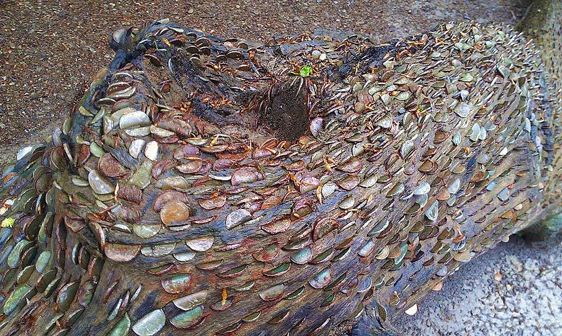 File:Detail on coin tree by River Barle II.jpg