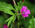 Geranium dissectum