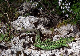 Lacerta bilineata patelė