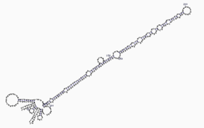 Microrna secondary structure.png