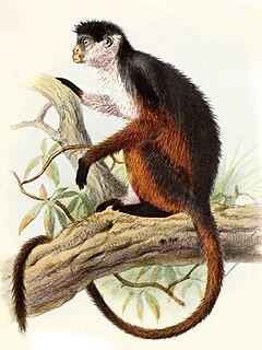 Description de l'image Piliocolobus pennantii.jpg.