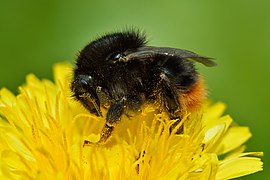 Bombus ruderarius.