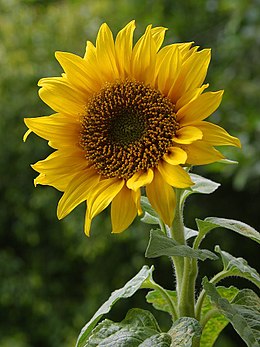 Квітка соняха Helianthus annuus (Viridiplantae, Archaeplastida)