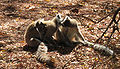 Berenty Natural Reserve, Madagascar