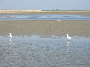 Flachwasser und Dünen in der Somme-Bucht