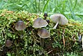 Mycena abramsii