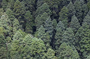 Abies religiosa