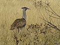 Etosha NP, Namibia