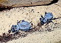 Blue Death Feigning Beetle