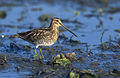 Common snipe