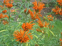 Laba leului (Leonotis leonurus)