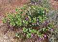 Mirabilis multiflora