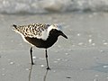 Grey plover