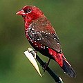 Red avadavat