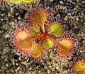 Drosera